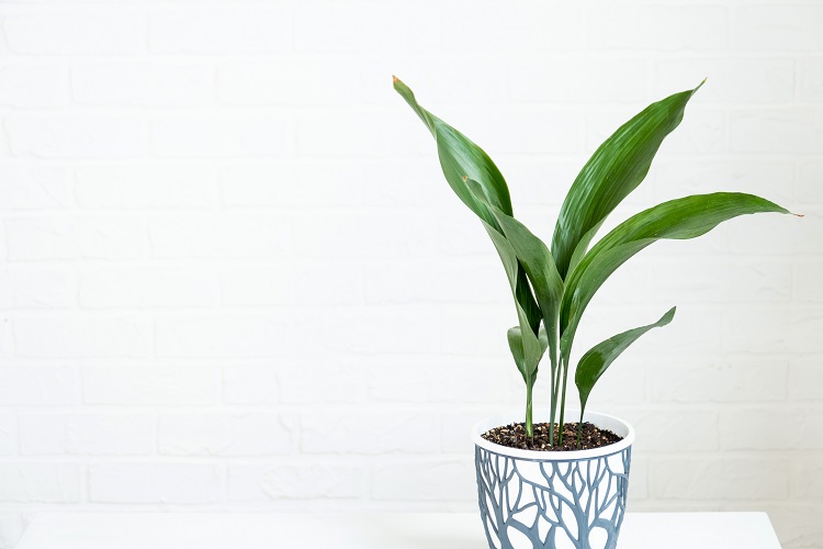 Aspidistra