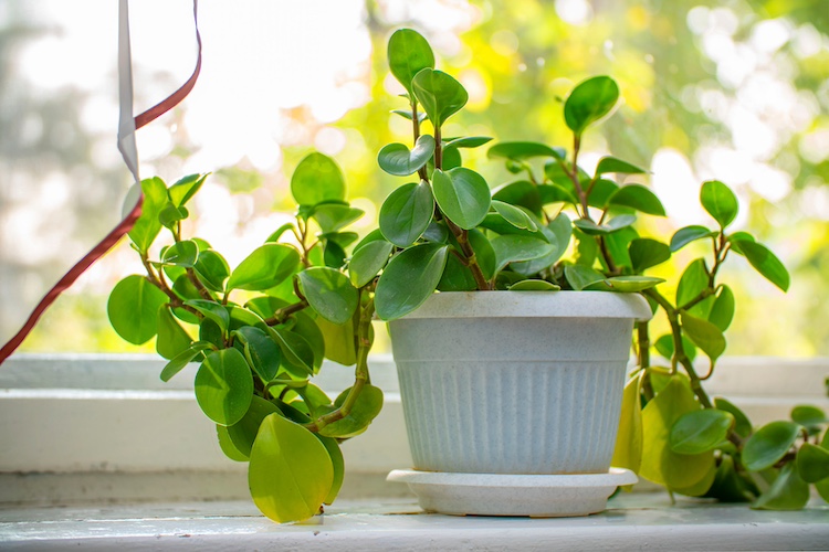 Peperomia