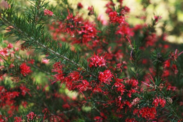 Grevillea