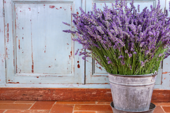 Lavanda en un cubo de metal, planta ideal para espantar las moscas