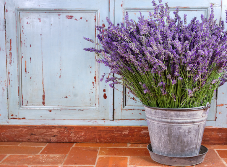 Lavanda en un cubo de metal, planta ideal para espantar las moscas