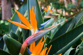 Imagen de una planta tropical, una planta de exterior ideal para el jardín o la terraza