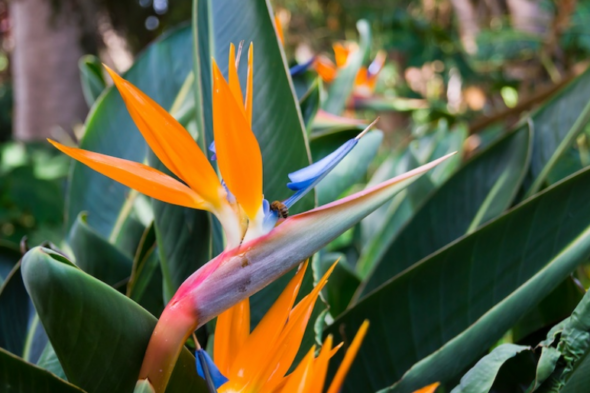 Imagen de una planta tropical, una planta de exterior ideal para el jardín o la terraza