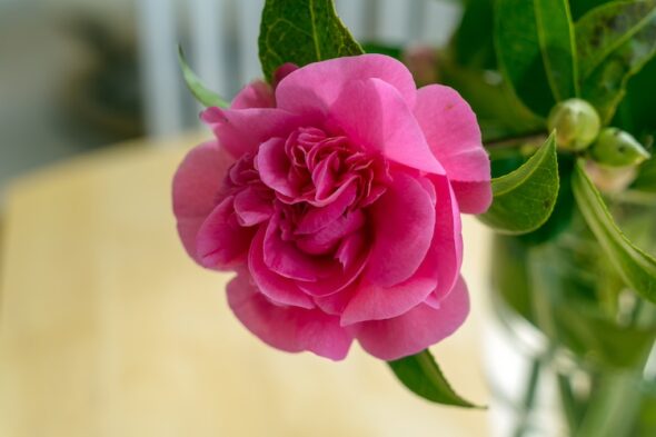 camelia