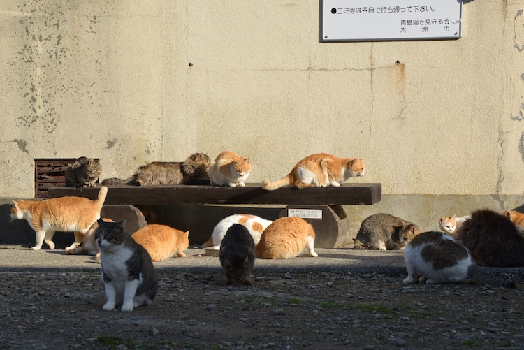 cat island