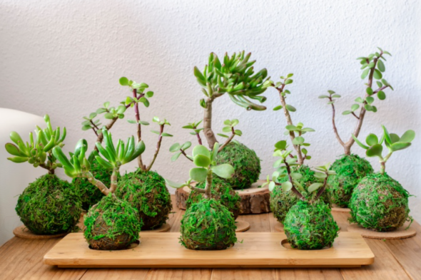 Varias kokedama, bolas verdes de musgo con una planta que crece hacia arriba