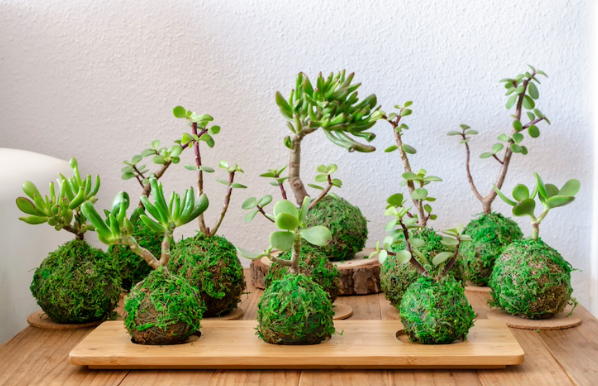 Varias kokedama, bolas verdes de musgo con una planta que crece hacia arriba