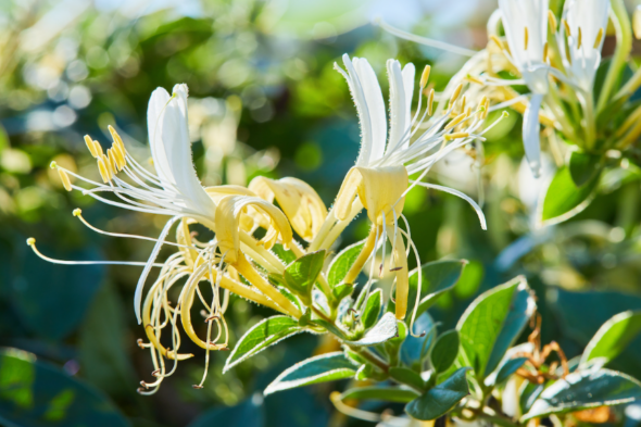 Arbusto en flor