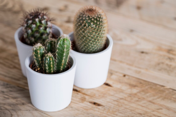 3 pequeños cactus en macetas blancas sobre una mesa