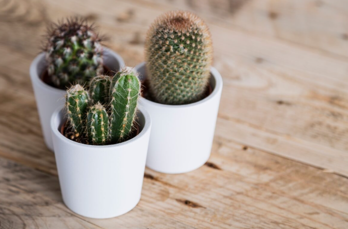 3 pequeños cactus en macetas blancas sobre una mesa