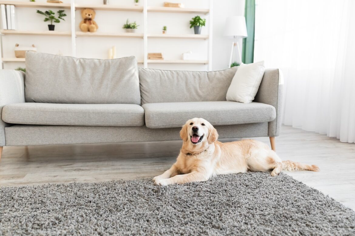 Perro Golden Retriever tumbado sobre una alfombra gris junto a un sofá