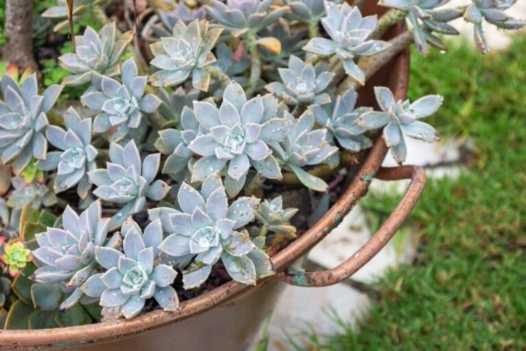 Graptopetalum o madreperla de color verde grisáceo