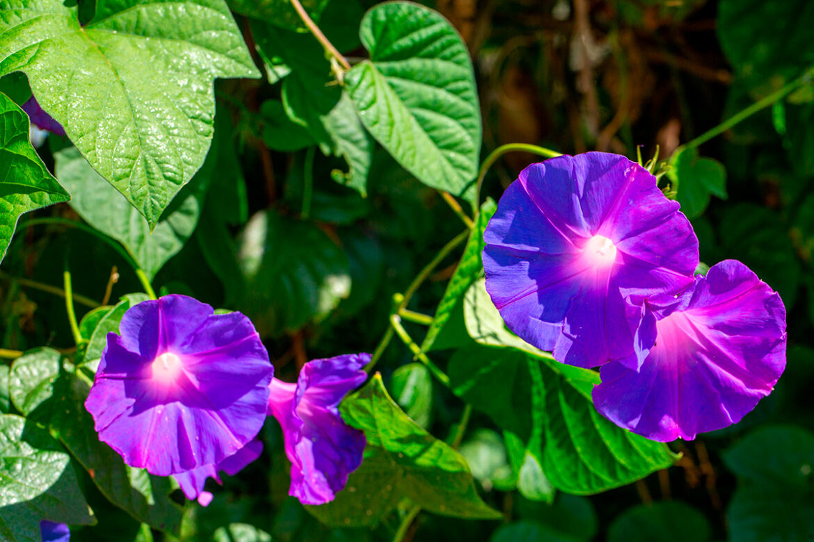 Dama de noche con las flores abiertas