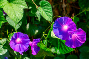 Dama de noche con las flores abiertas