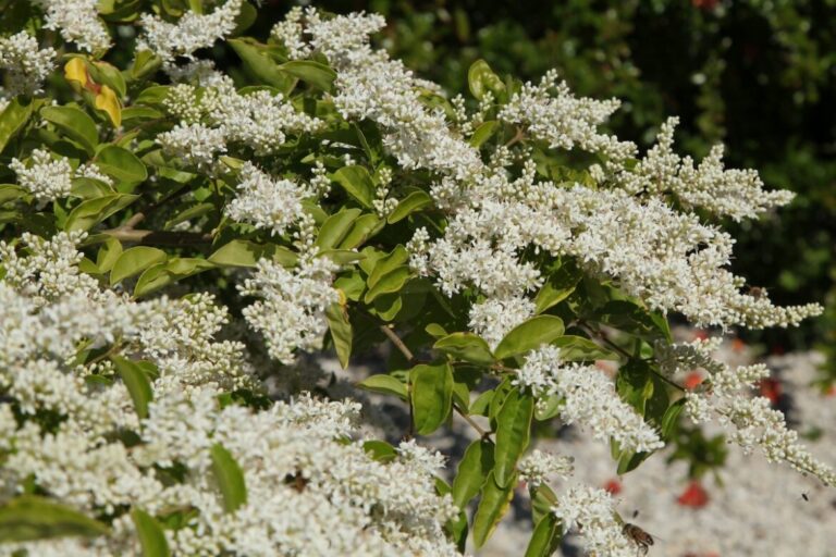 Seto verde con flores blancas