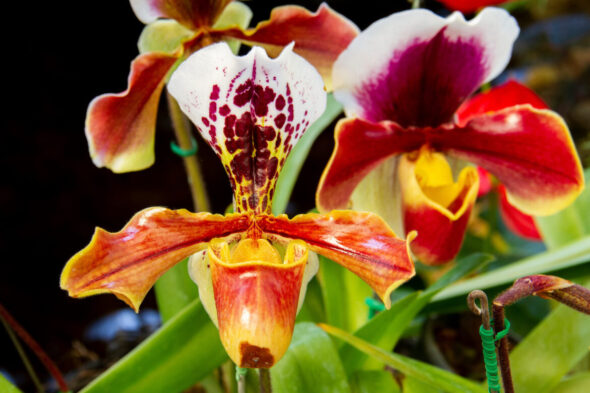 Orquídea de venus, flor blanca, roja y amarilla