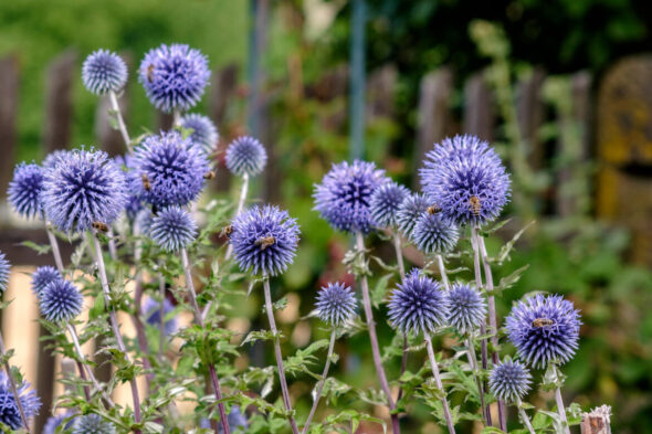 Cardo azul, planta resistente al calor