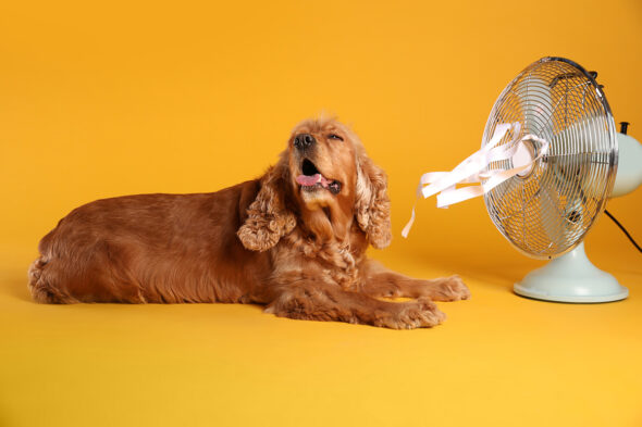 Perro disfrutando del ventilador