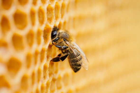 Primer plano de una abeja en una colmena