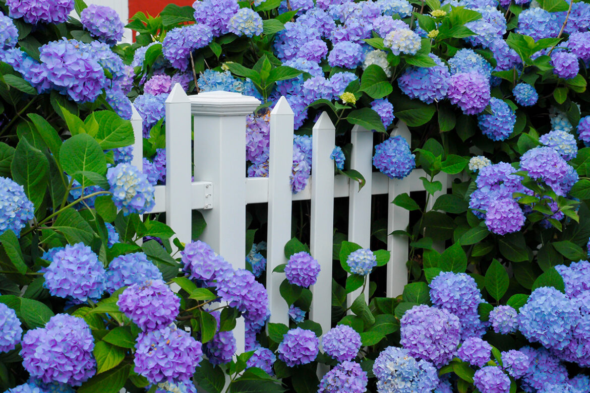 Hortensias azules rodeando una valla blanca