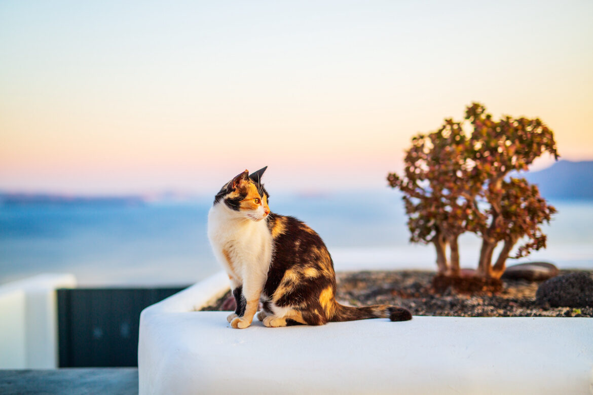 Gato sentado sobre un muro blanco en una isla griega