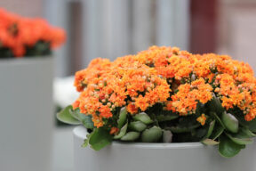 Planta de flores naranjas resistente a la sequía