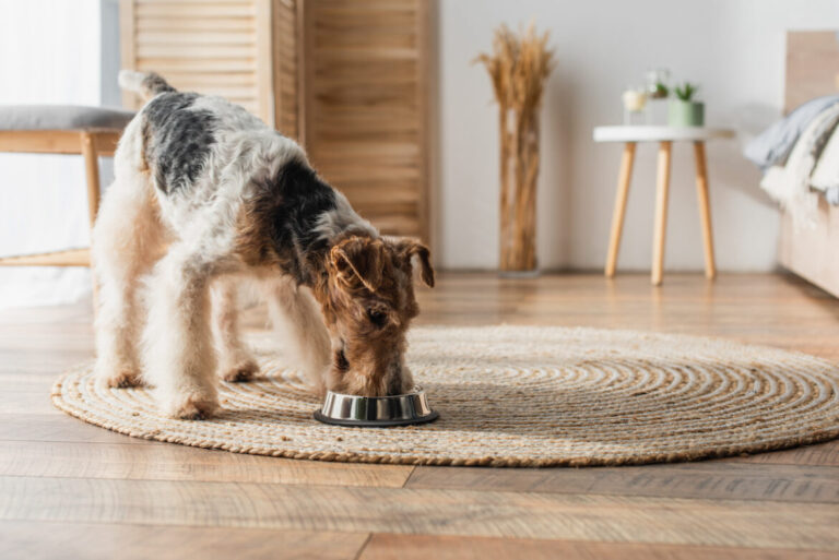 Perro Fox Terrier comiendo en comedero plateado