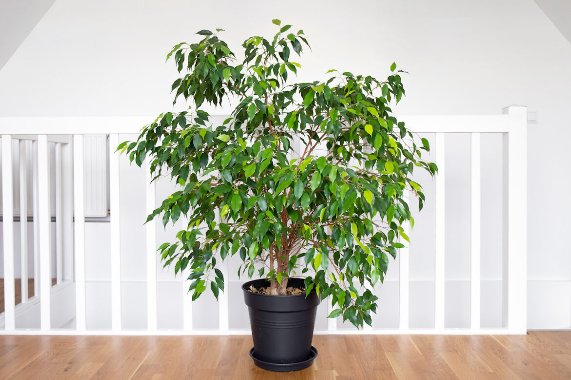 Ficus Benjamina en maceta