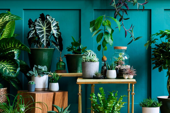 Guarderías para plantas, con plantas en distintos niveles sobre fondo verde