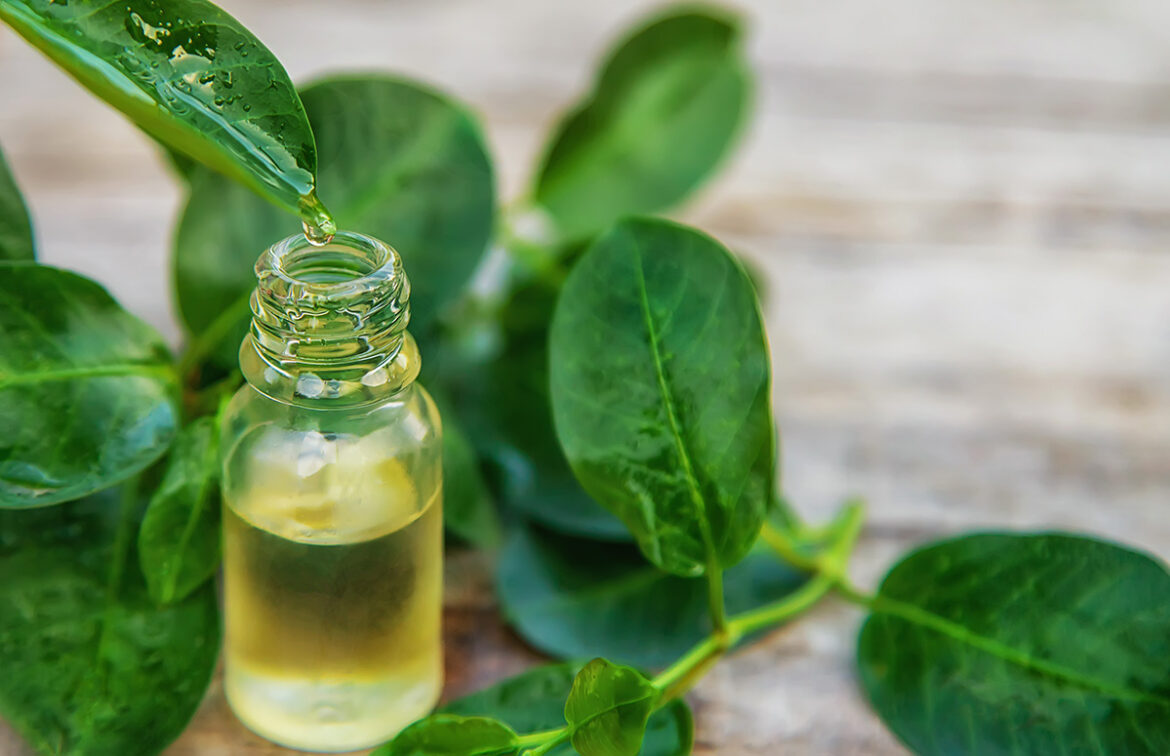 Bote de aceite esencial con hojas del árbol de té