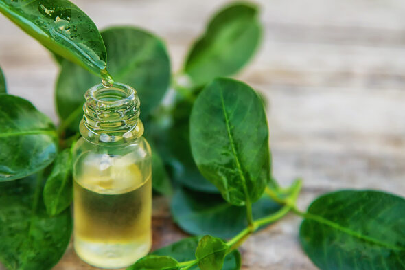 Bote de aceite esencial con hojas del árbol de té