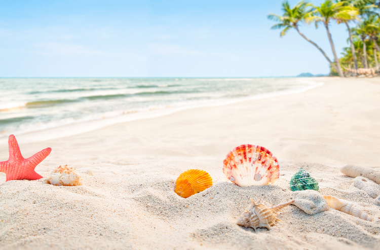 Playa con conchas, representando las vacaciones