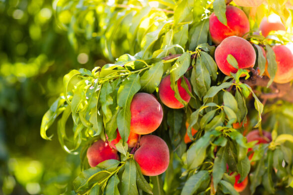 Rama frondosa de árbol frutal