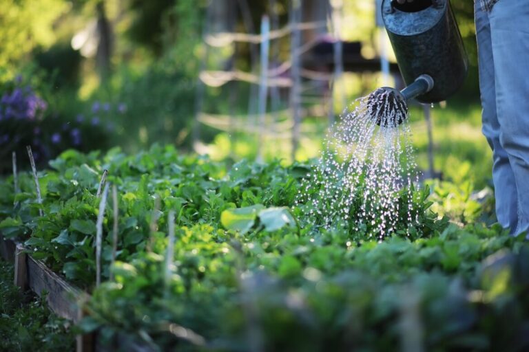 Agua cayendo de una regadera sobre las plantas del huerto