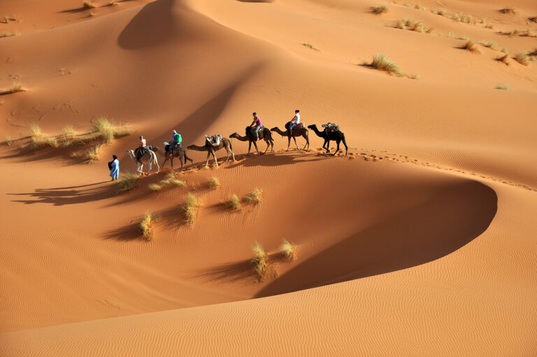 Camellos en el desierto