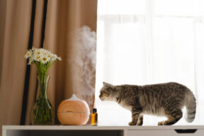 Gato acercándose a un difusor de aromas