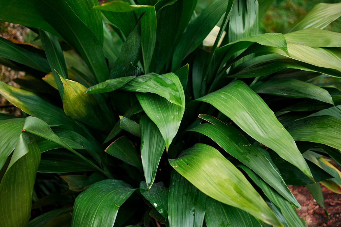 Alpidistra o pilistra de hogas verdes y alargadas