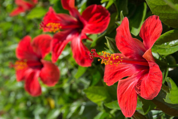 Planta de hibisco con flor roja