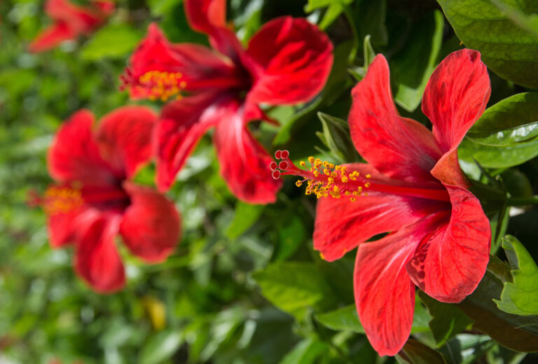 Planta de hibisco con flor roja