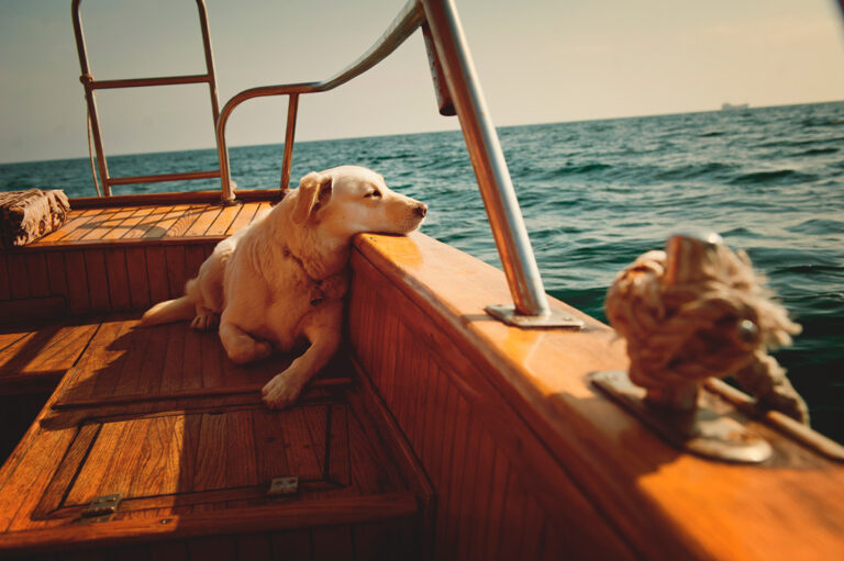 Perro tumbado en un barco