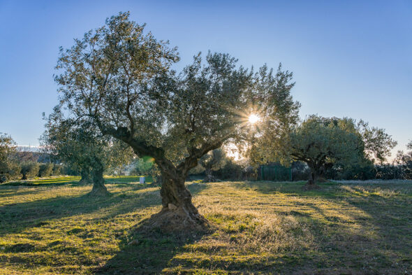 Olivo en el campo