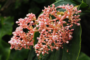 Medinilla en flor