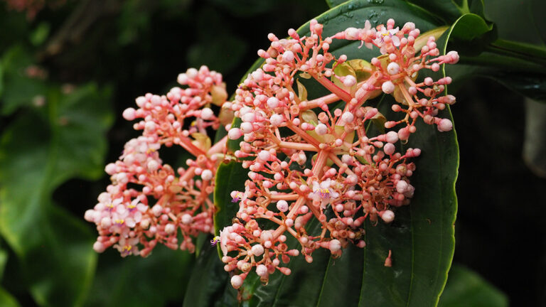 Medinilla en flor