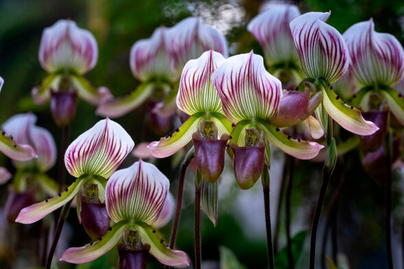 Flores de la orquídea Paphiopedilum o zapatilla de Venus