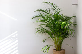 Palmera areca frente a pared blanca