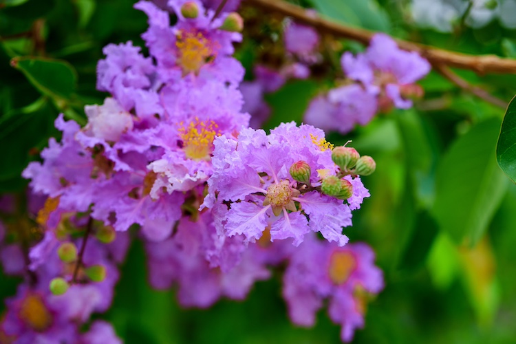 Cómo cultivar lagerstroemia o árbol de Júpiter en maceta o en el jardín