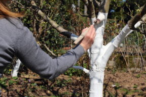 Por qué se pintan de blanco los troncos de los árboles en jardines y huertos