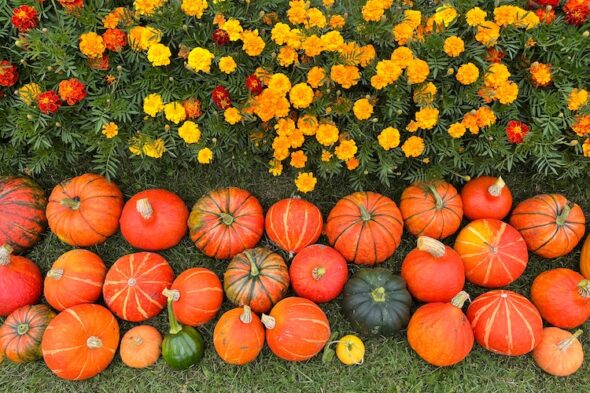 Huerto lleno de calabazas