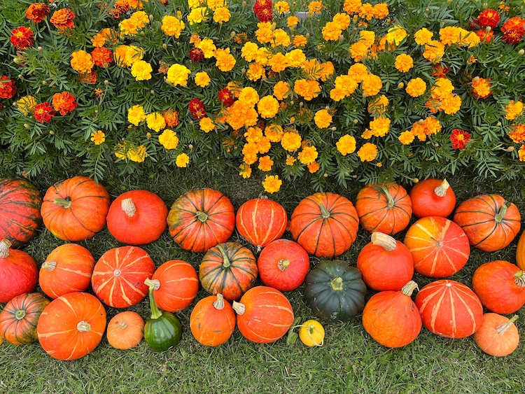 Huerto lleno de calabazas