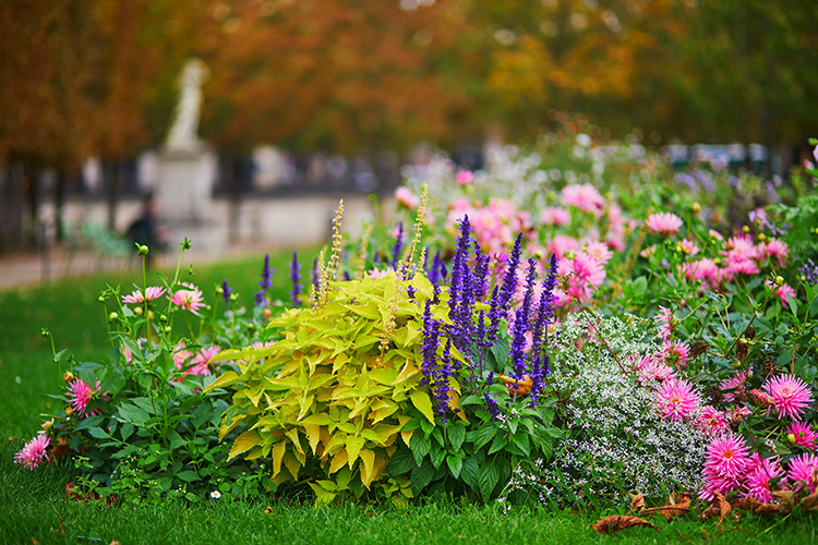 Qué plantar en octubre, guía para tu jardín